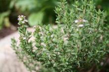 Natural Thyme Oil in Bulk Wholesale