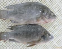 Frozen Tilapia Whole Round