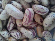 light speckled kidney beans(Long  Sharp )
