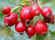 Rosehip Oil Rosehip Seeds Oil in Bulk Natural Essential Oil