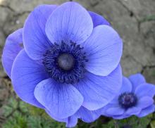 Natural Blue Anemone Oil in Bulk Wholesale