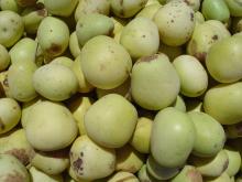 Natural Marula Oil in Bulk Wholesale