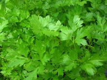 Parsley Seed Oil in Bulk Wholesale Just Natural Oil