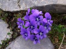 Natural Violet Flower Oil in Bulk Wholesale