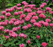 Monarda Oil Wild Bergamot Oil in Bulk Wholesale