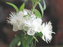 Natural Myrtle Oil in Bulk Wholesale nature elements essential oils