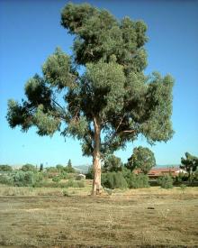 Eucalyptus Oil in Bulk eucalyptus oil price Just Essential Oil