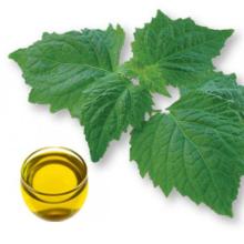Natural Patchouli Oil in Bulk Wholesale Natural Essential Oil patchouli oil price