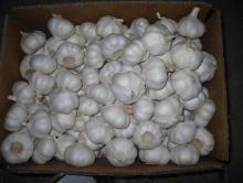 China wholesale fresh pure white garlic 5.5cm/new crop pure white garlic