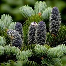 Natural Balsam Oil in Bulk Wholesale Just Essential Oil balsam oil essentially yours essential oils