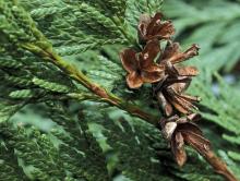 Cedar Wood Oil in Bulk Wholesale Natural Essential Oil