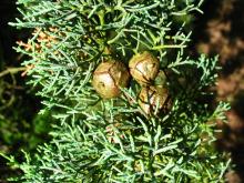 Cypress Oil in Bulk Wholesale Natural Royal Essential Oil