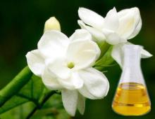 Jasmine Oil in Bulk Wholesale jasmine essential oil jasmine oil