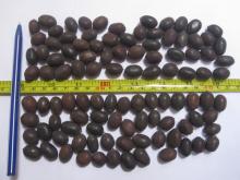 Black Lotus Seed