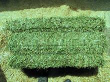 Alfafa  Hay   Bales 