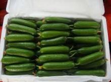 FRESH CUCUMBERS FROM SOUTH AFRICA