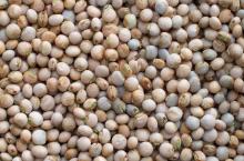  Pigeon  Peas