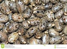 castor seeds