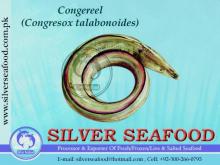 Conger Eel