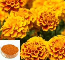 Marigold Oleoresin Lutein