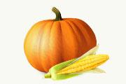 Heinz Baby Food Wholesale -Heinz Pumpkin & Sweet Corn 110g