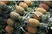 quality fresh pineapple