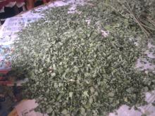 Moringa dried leaves