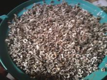 Moringa dried seeds