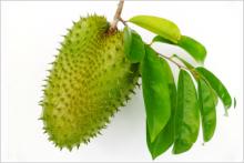 Soursop Graviola leaves