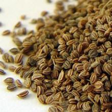  CELERY   SEED S