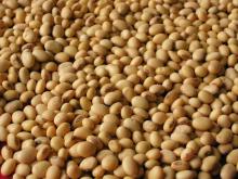 soya beans with competitive price