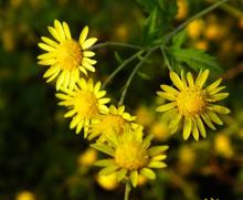 Wild  chrysanthemum   extract 