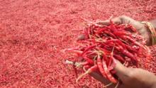 redpepper