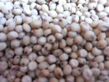 Sorghum 