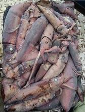 Frozen Black Squid(Todarodes Pacificus)