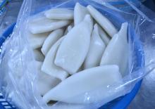  Frozen   Squid  Tube U5