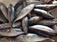  Frozen   whole   round   bonito   tuna 