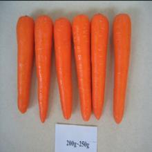  fresh   carrots  for  sale 