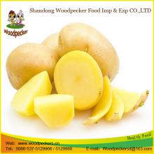 fresh potato importers in dubai