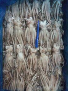 Frozen  Illex   Squid   Tentacle 