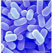 Probiotics