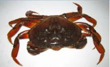 Live Red King Crab | Norwegian King Crab | Alaskan King Crab ..