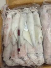 FRESH and FROZEN Giant Squid (whole, Fillet)