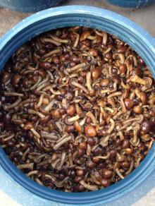 Salted Nameko mushroom
