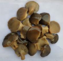 good quality oyster mushroom in brine