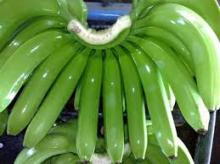 Fresh green cavendish bananas