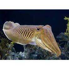 Cuttle Fishes