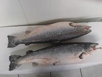 Pink Salmon from  Canada  pacific
