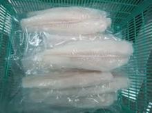 Frozen Pangasius hypophthalmus (BASA) Fillets, Whole Round