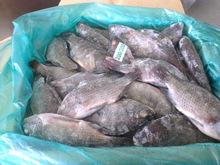  RED   TILAPIA   WHOLE  ROUND